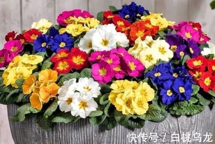 适合庭院养护的几款花卉,花姿妖娆,盛开时繁花似锦