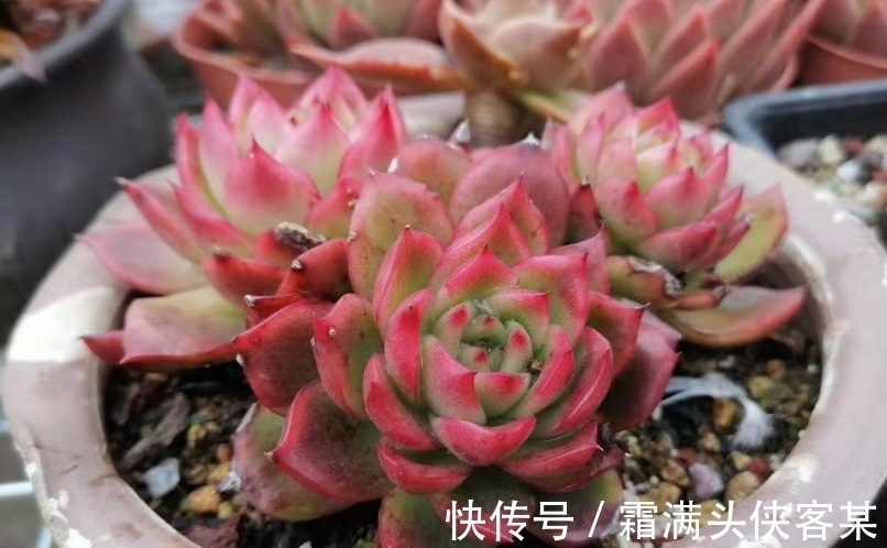 火烧土比较硬,还带有很多细小的气孔,拿来养多肉是不是非常好?