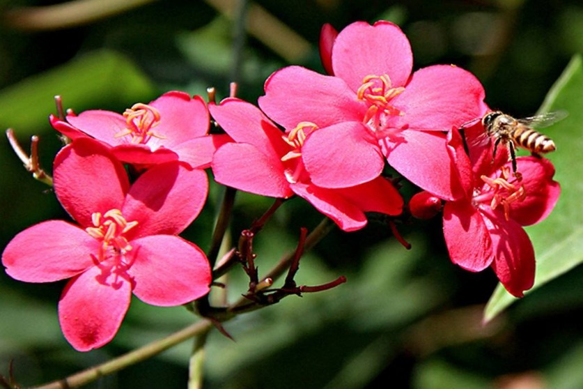 1种花,叶似“大提琴”,比杜鹃花更红艳,一开360天,好养易爆盆