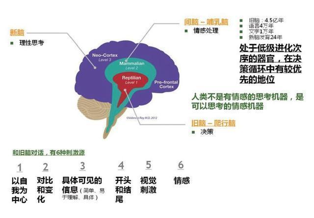 进化|教育孩子的失败,就是你用脑的失败!别再用“低级脑”育儿了