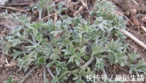 野菜|农村不起眼的野菜，食疗功效强大，能治疗各种疾病，城里人抢着吃