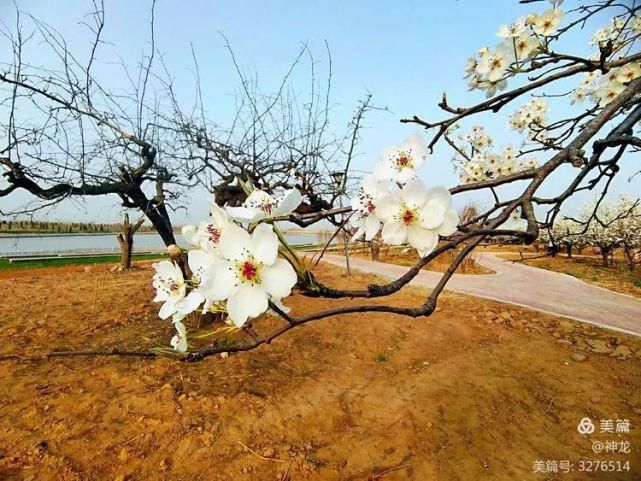 潴龙河畔梨花开