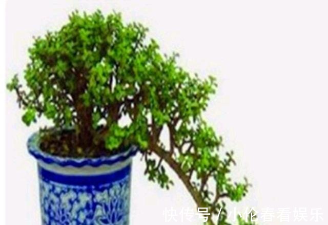 修剪|养好金枝玉叶，秋季要贴秋膘，该怎样进行？