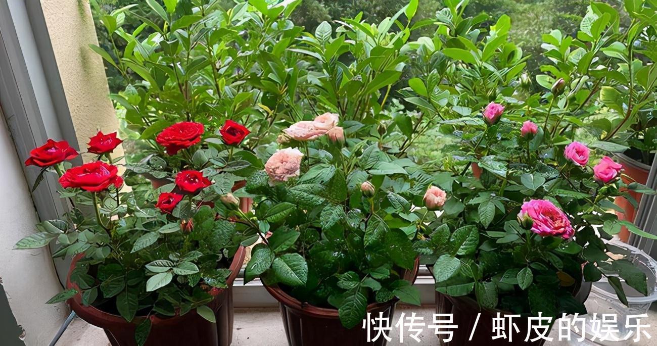 牡丹花|元旦前,“七种花”赶紧搬到阳台上冻一冻,生长茂盛,花苞呼呼冒