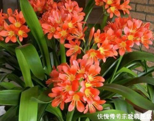 王大爷|君子兰养5年,“娇滴滴”的不开花,一冻一晒一点肥,挤满大红花