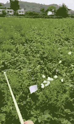 |搞笑GIF:这才叫招蜂引蝶