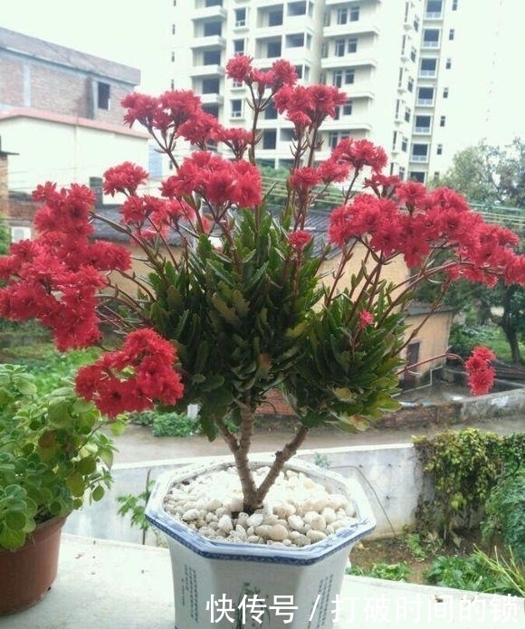 养“长寿花”3年变老桩,窜成“巨无霸”,开成大花球