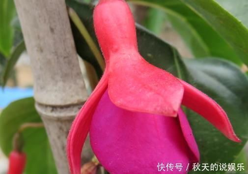 月季花|公认最难养的三种花,堪称养一盆死一盆,新手千万慎重
