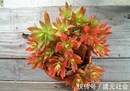 温差|多肉火祭叶片变绿是什么原因?为什么我的火祭一点都不红?