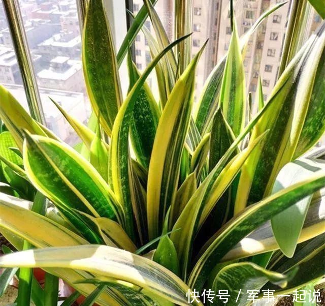 叶子|鸿运当头叶子打卷,出现黄叶,学会巧养,开出大火炬