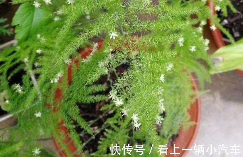 天冷养文竹,常做“3个小动作”,新芽咕咕冒不停,枝叶常青