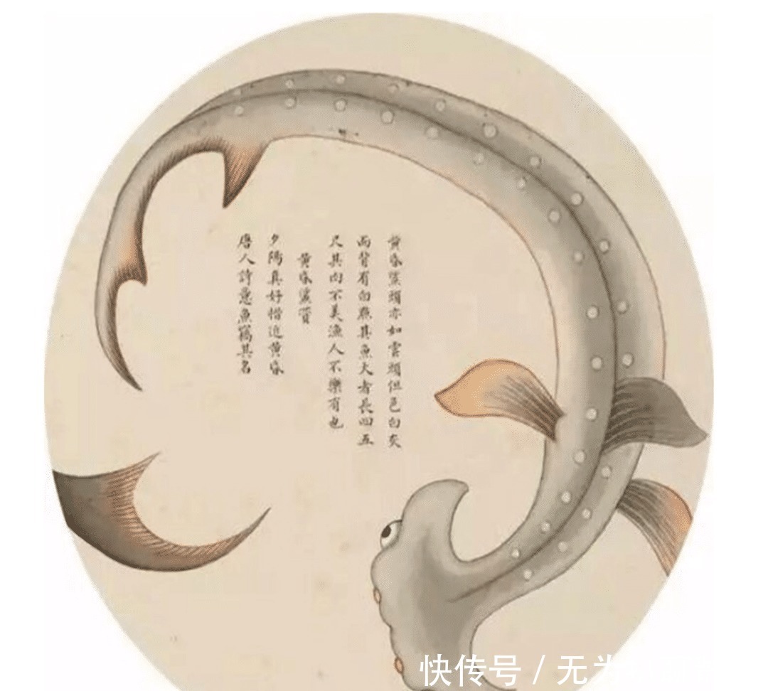 画谱|乾隆枕边翻烂的画谱,被称为清代《山海经》,画中动物达300种