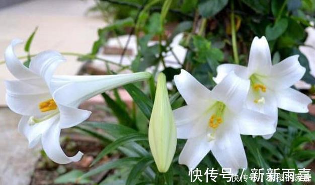 此些东西养花特别好,盆土一年不板结,花草长得旺、开的多又艳