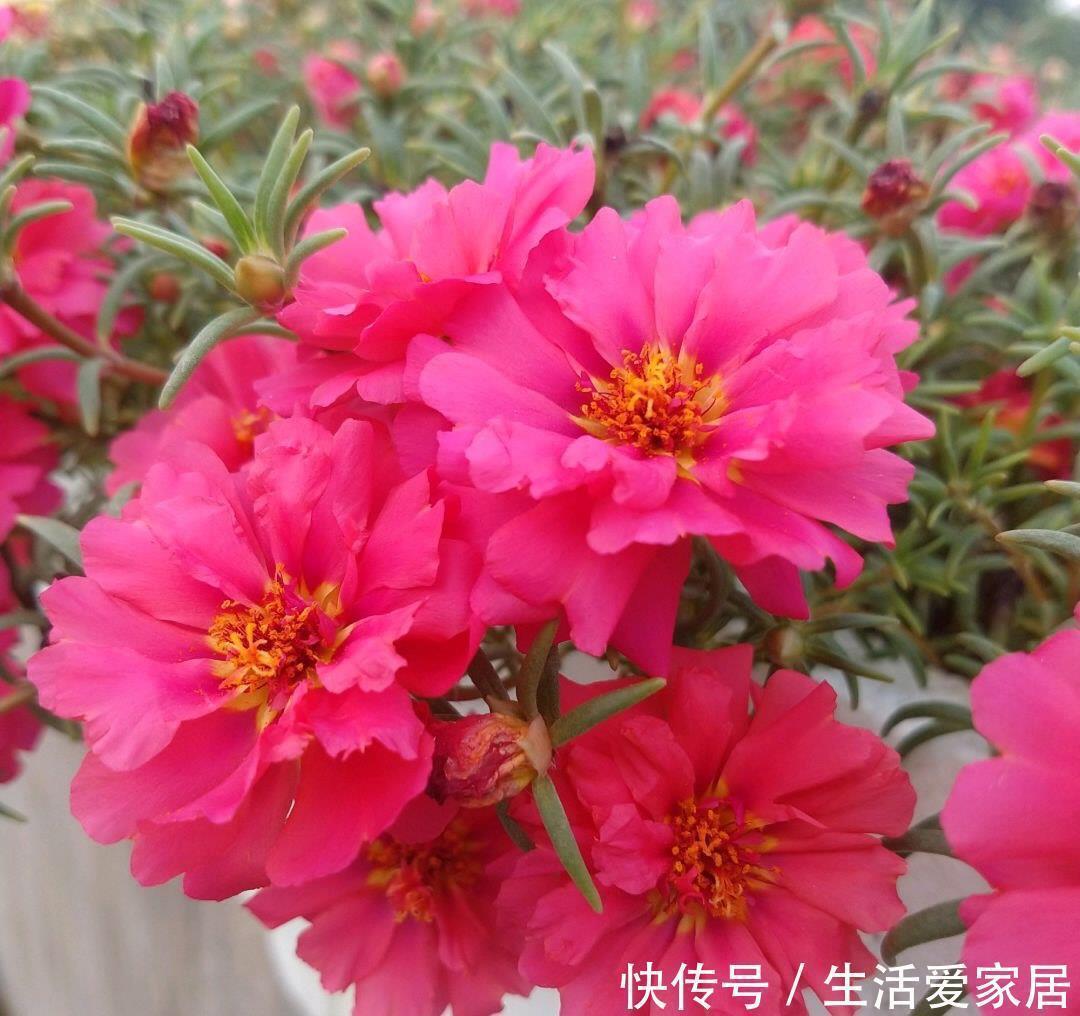 花儿|“重瓣太阳花”过冬,用一“方法”,来年又开花,五颜六色