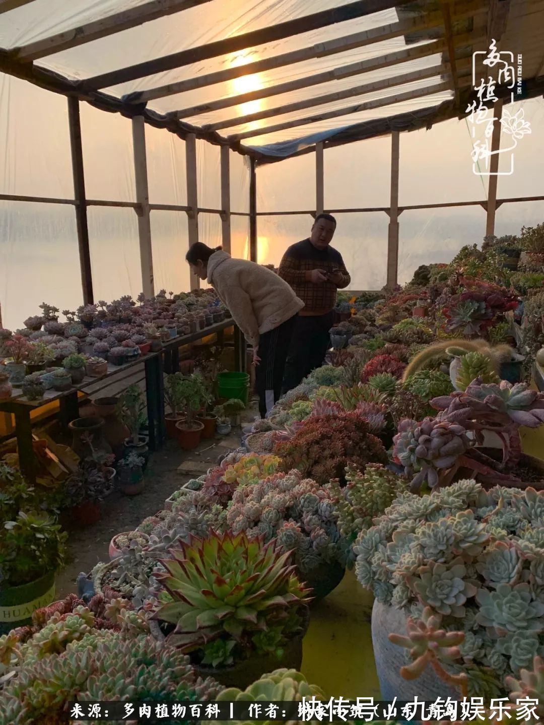 多肉住进暖棚，坦然越冬，放肆浇水，这个冬天有点甜！
