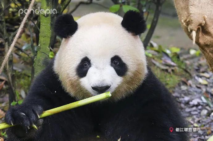  小龙女|当大熊猫遇上《神雕侠侣》