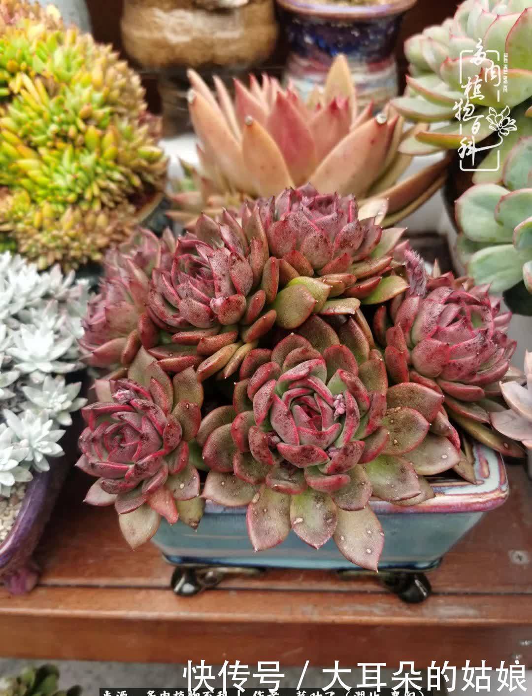 春暖花开,万物复苏,多肉迎来最美时光!