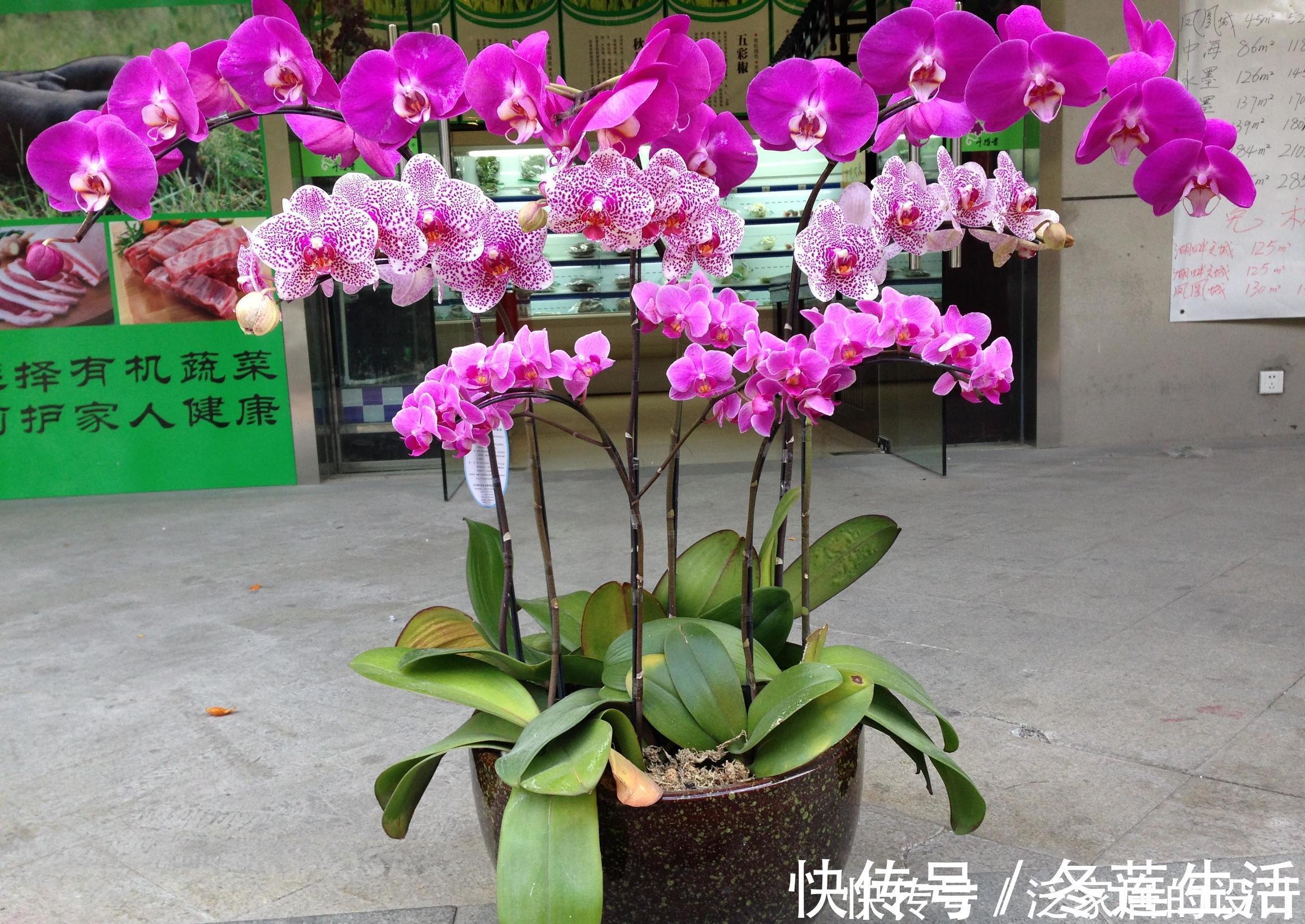 药片|养花浇水放个小药片，比施肥还管用，猛开花，不黄叶