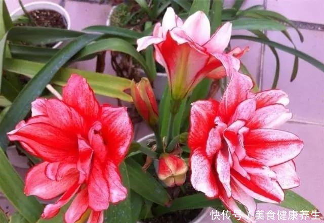 偷偷告诉你,高手养花必备“4个技巧”,养啥花都能“枝粗叶绿”!