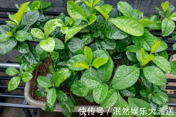 栀子花|北方家里当宝的花,南方大马路上全都是,我酸了!