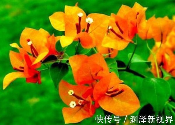 喜欢三角梅,优选“名品”柠檬黄三角梅,金灿灿,开花爆盆成花树