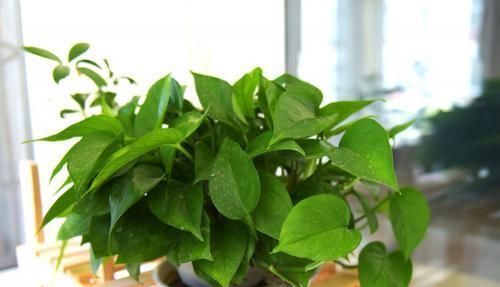 花卉|花卉晒太阳还有这么多技巧,快学起来吧!