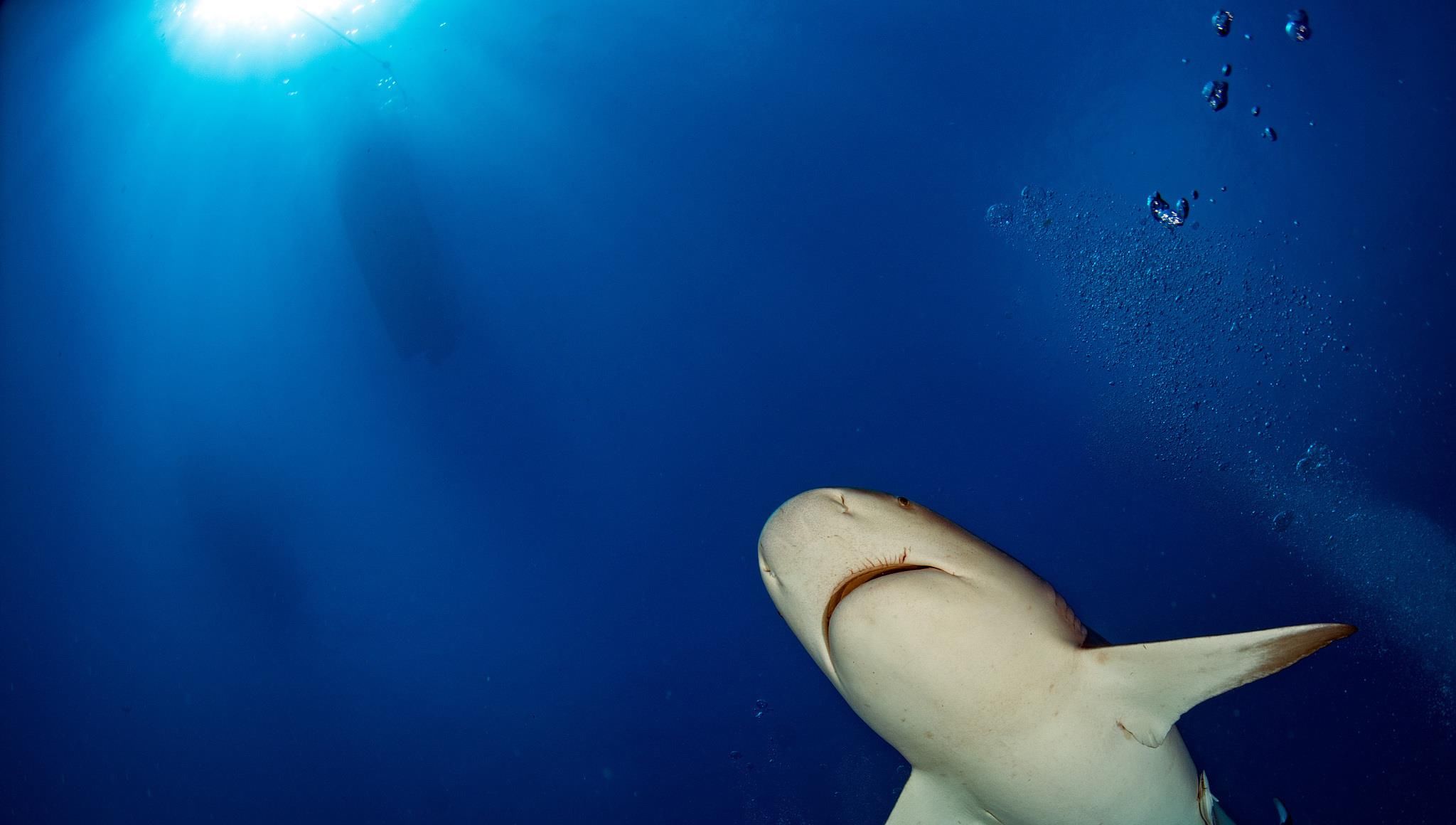 《卡门》，好看的小说 略微另类的梅里美