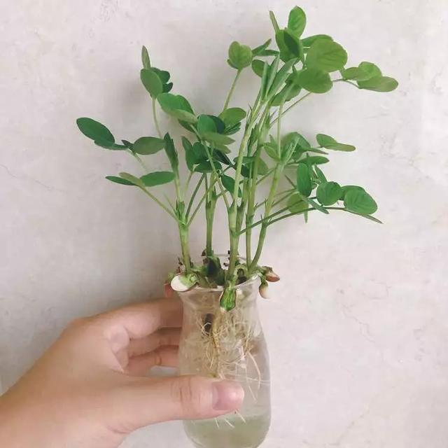 丢一把种子到水里,7天冒出小森林,越热越长个!绿植盆栽不用买