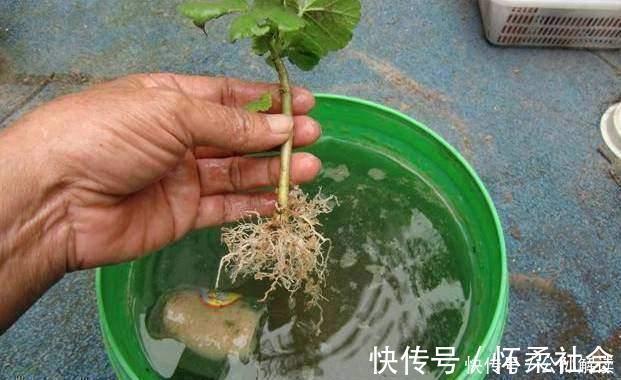 此几种花只要扦插就能成活爆盆，比几十块买来的都要漂亮