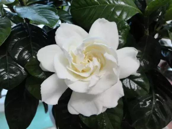 3种花比香水好闻，随便养1盆，异味跑光光，家里清香四溢！