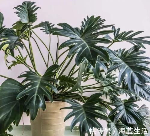 植株|花肥不用花钱买,3种“天然花肥”家里就有,花儿用了,枝繁叶茂长得旺