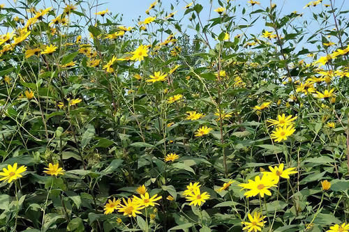 下饭|扔土里就猛长,腌咸菜是一绝,以前拿来下饭,如今想铲除却很难