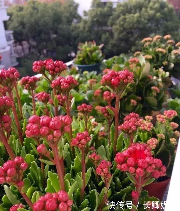 花长寿花|放在阳台不用管的花,就属这两种,开花多漂亮又好养