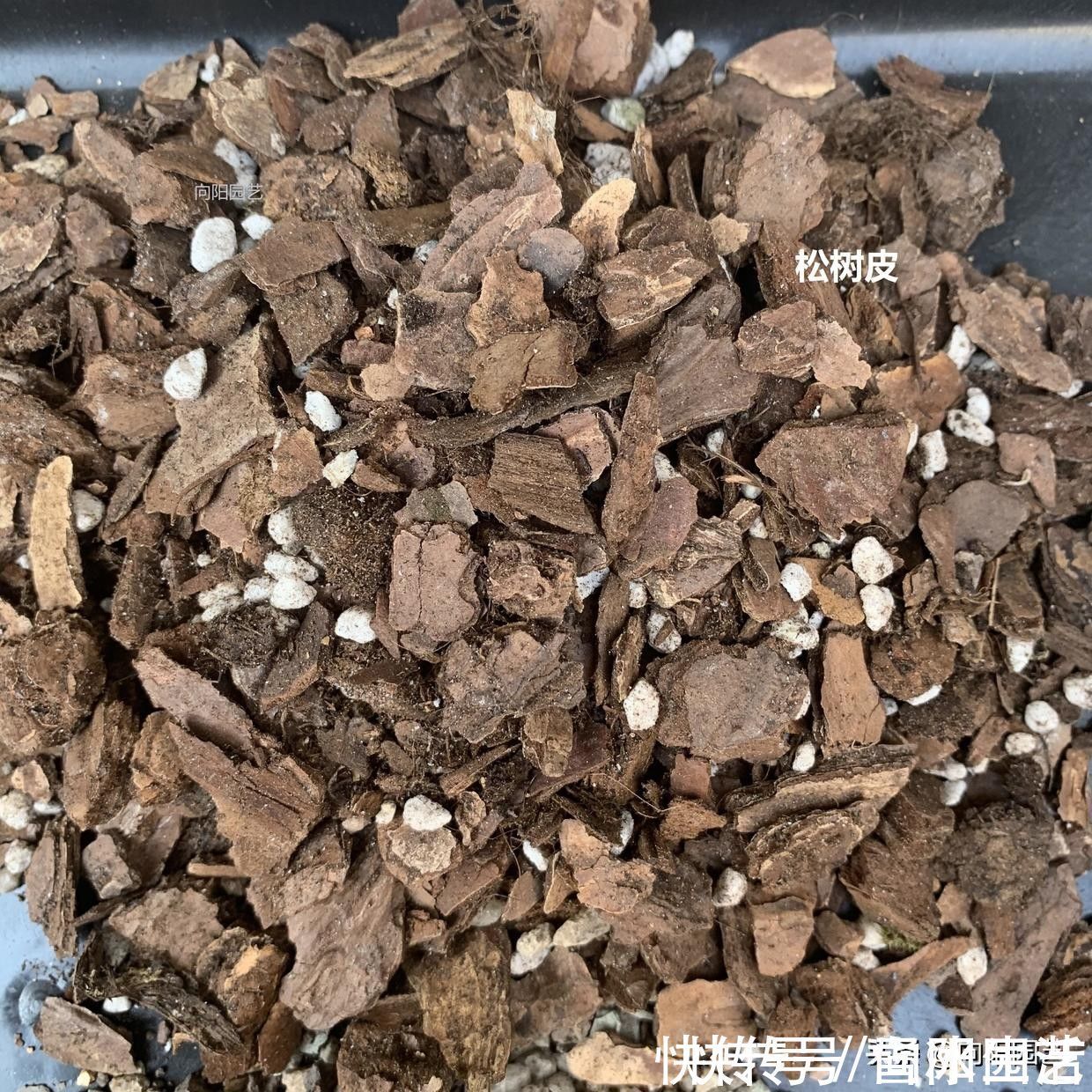 植料|种兰花，植料不用买，公园里捡一些松树皮，养兰花促进开花
