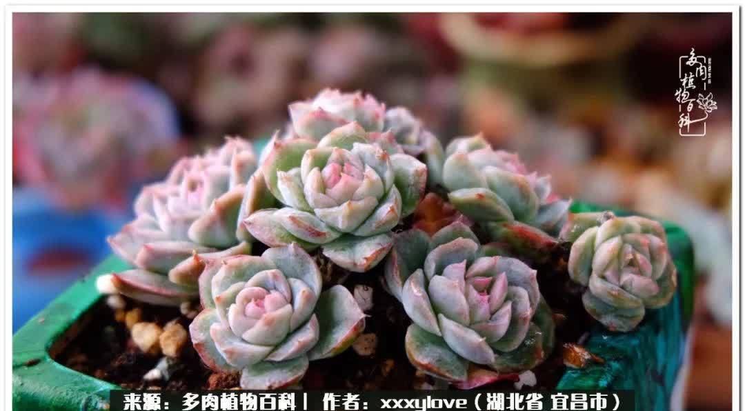 时光匆匆,一闪而逝,这世间万物的美,都值得被记录!