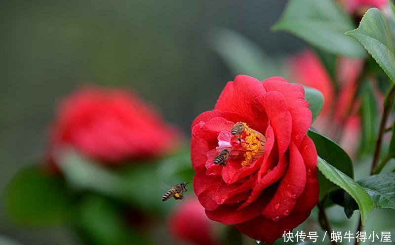 想要修剪茶花，时间和方法很重要，不要错过一年中最合适的时间