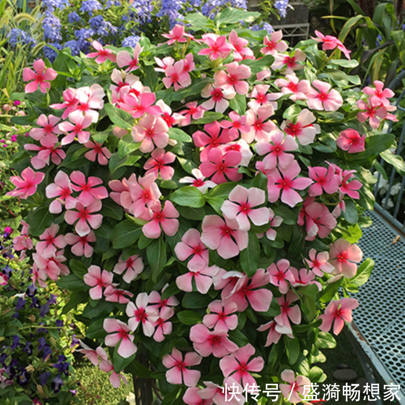 叶片|5种“漂亮花”,从来不生虫,家里干净卫生,花开不断,真省心