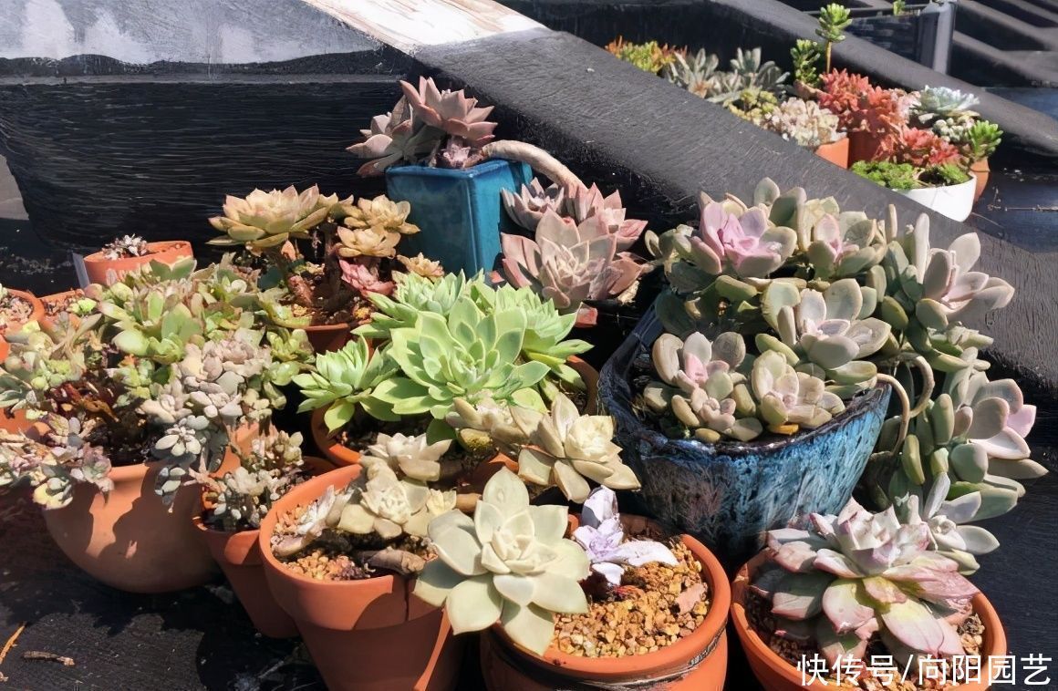 多肉养成“水桩”，要揪叶子吗？千万别这么做，杆子容易长残