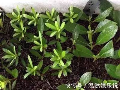 “夏必死”的4种花,现在赶紧扦插几盆,生根快成活率高