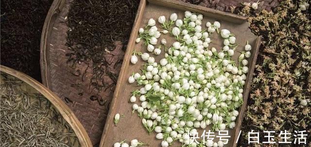 茉莉花这样养,新枝多花蕾多香味浓,自夏至秋开花不断