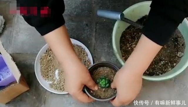 媳妇又给花姐买多肉了,花姐高兴的栽上多肉,院子里全是花,高兴!