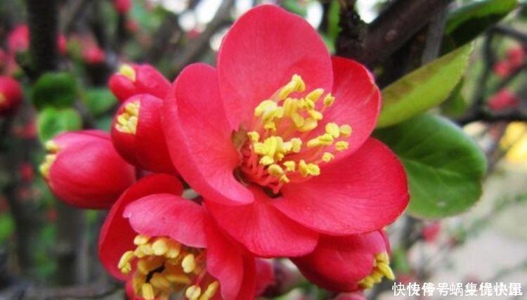 适合新手养卉的几款花卉,养起来超简单的,花朵姿态万千