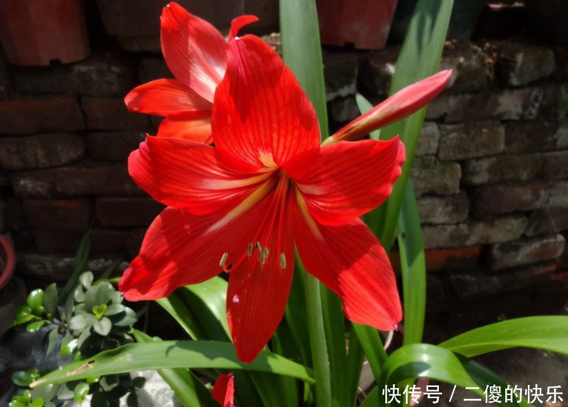 春季朱顶红开完花,教你养球“秘诀”,球又大又硬,长出好多侧芽