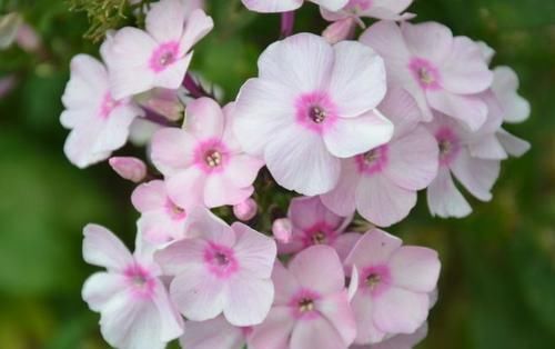 长春花|开花最勤快的盆栽,年头开到年尾,花色喜庆,养护容易,适合新手