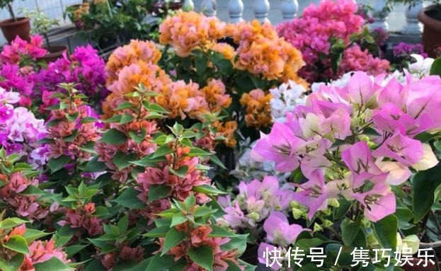 新手养花失败,大部分原因在于浇水不当!学会这3方法减少伤亡