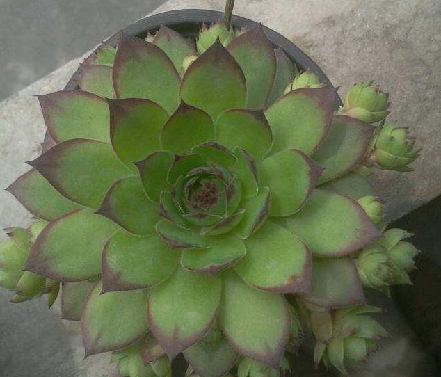 夏天多肉叶子一碰就掉以下3种原因才是罪魁祸首，现在挽救不迟