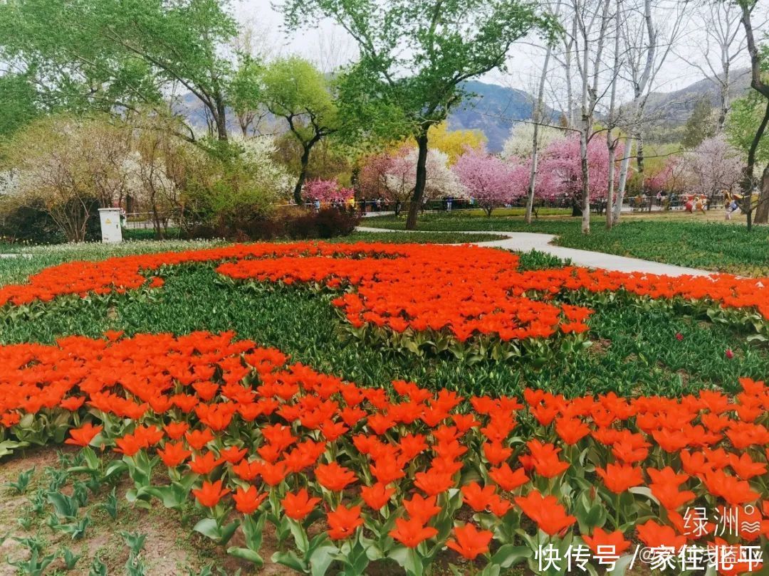 醉美花海！世界花后”正香飘京城，观赏面积超120000㎡！快去打卡