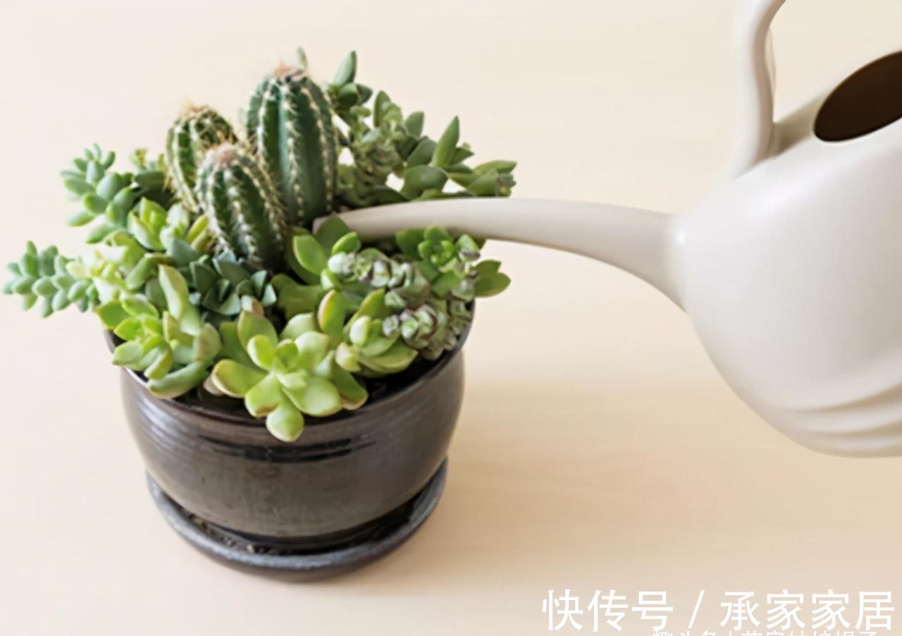 干土|给多肉植物上盆,牢记这5个方面,服盆快,后期也好养一些