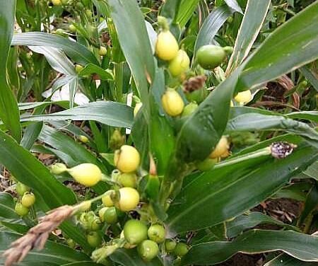 薏米|这植物和薏米长得相似,以前多用来做手串,现在成了稀罕物