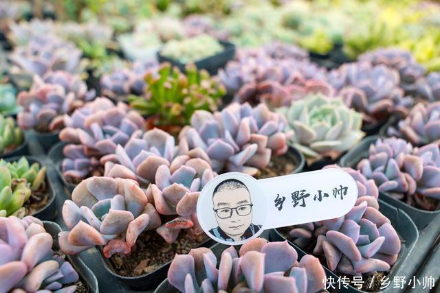 多肉植物|多肉叶片干瘪,不一定是缺水,可能是因为这些原因听听小帅怎么说